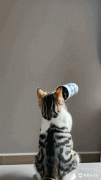 <b>正在他的利用体验</b> 
